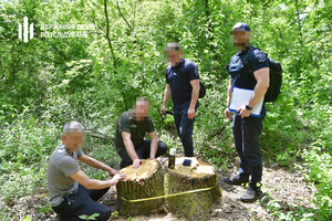 В нацпарке в Одесской области незаконно срубили деревья на 80 миллионов