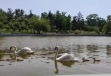 На пруд в одесском парке Победы снова выпустили лебедей