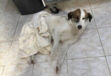 Житель Одесской области открыл стрельбу по собаке: дело расследует полиция